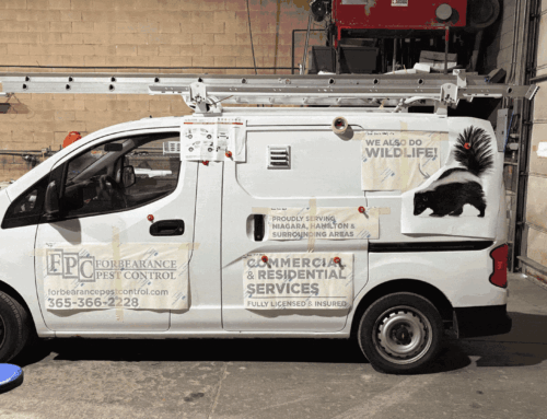 Forebearance Vehicle Wrap